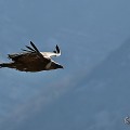 vautours en baronnies - 23 mars 2022 - 3.jpeg