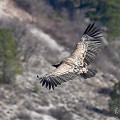 vautours en baronnies - 23 mars 2022 - 20.jpeg