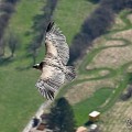 vautours en baronnies - 23 mars 2022 - 22.jpeg
