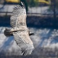 vautours en baronnies - 26 mars 2022 - 2.jpeg