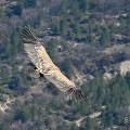 vautours en baronnies - 26 mars 2022 - 14.jpeg