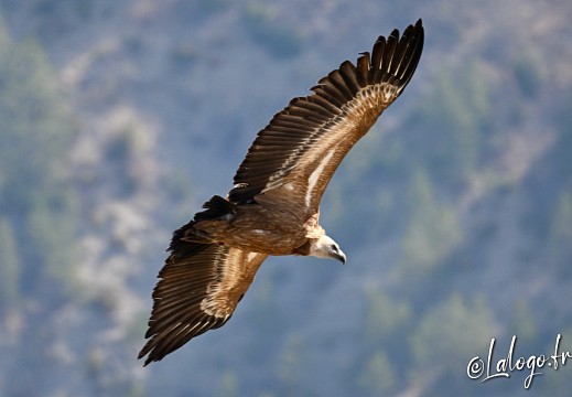 vautours en baronnies - 26 mars 2022 - 30