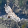 vautours en baronnies - 15 avril 2022  - 36.jpeg