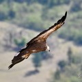 vautours en baronnies - 29 avril 2022 - 61.jpeg