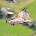 vautours en baronnies - 29 avril 2022 - 74.jpeg