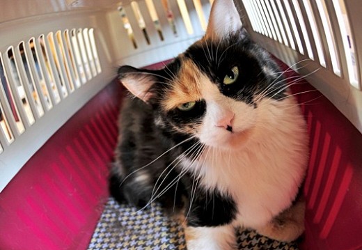 Best FREE Cat Hotel!