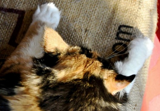 BONUS CAT - BONUS TRACK [1/3]