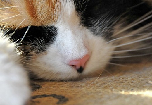 BONUS CAT - BONUS TRACK [3/3]