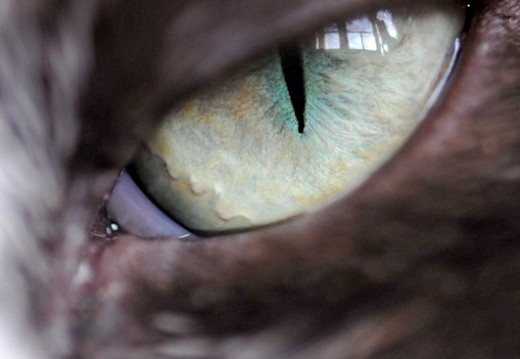 BONUS CAT - Yang eye!