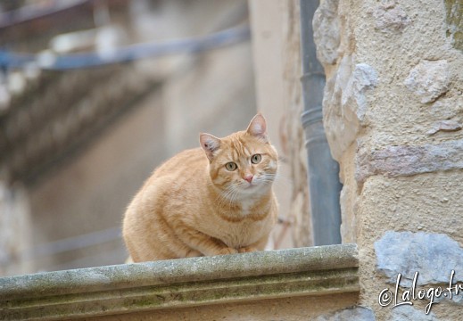 drome provencale - decembre 2021 - 20