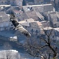 vautours en baronnies - 23 mars 2022 - 1.jpeg