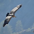 vautours en baronnies - 23 mars 2022 - 6.jpeg