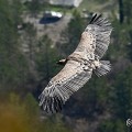 vautours en baronnies - 23 mars 2022 - 7.jpeg