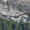 vautours en baronnies - 23 mars 2022 - 9.jpeg