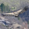 vautours en baronnies - 23 mars 2022 - 8.jpeg