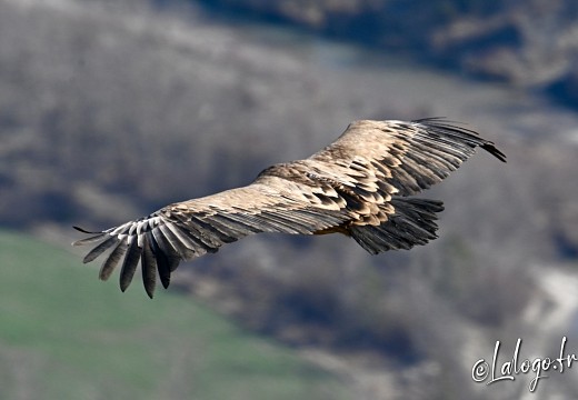 vautours en baronnies - 23 mars 2022 - 24