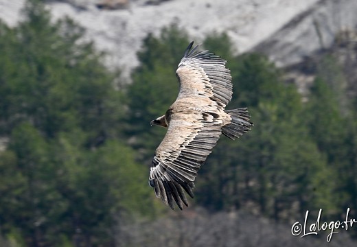 Vautours en Baronnies !St May-Rémuzat(Drôme Provençale)