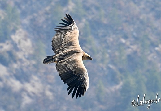 vautours en baronnies - 26 mars 2022 - 16
