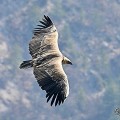 vautours en baronnies - 26 mars 2022 - 16.jpeg