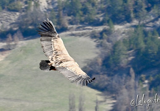 vautours en baronnies - 26 mars 2022 - 15