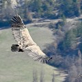 vautours en baronnies - 26 mars 2022 - 15.jpeg