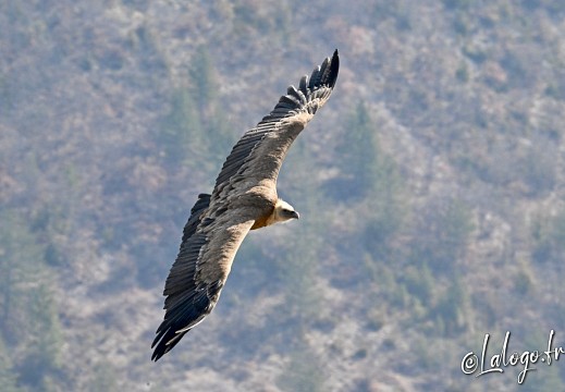 Vautours en Baronnies (2)St May-Rémuzat26 Mars 2022