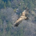 vautours en baronnies - 26 mars 2022 - 22.jpeg