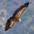 vautours en baronnies - 26 mars 2022 - 30.jpeg