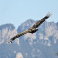 vautours en baronnies - 26 mars 2022 - 34.jpeg