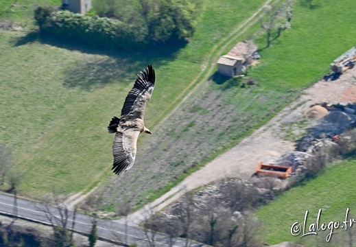 vautours en baronnies - 15 avril 2022  - 3