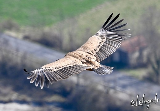 Animaux, paysages et nature...