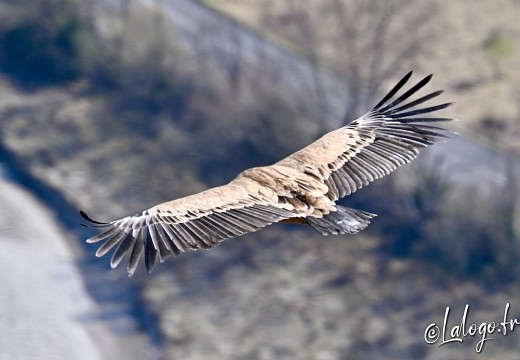 vautours en baronnies - 15 avril 2022  - 8