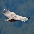 vautours en baronnies - 15 avril 2022  - 31.jpeg
