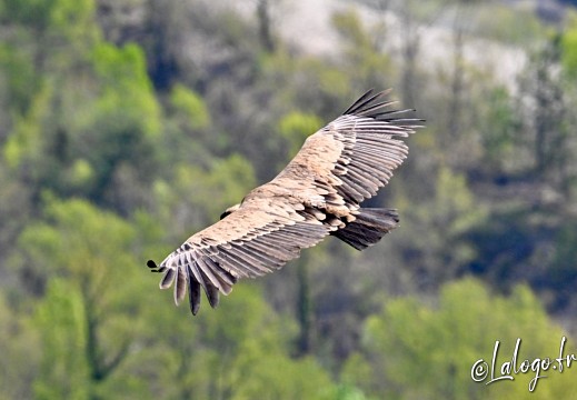 vautours en baronnies - 29 avril 2022 - 15