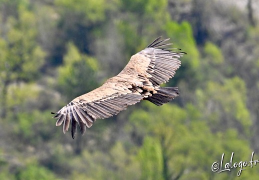 vautours en baronnies - 29 avril 2022 - 16