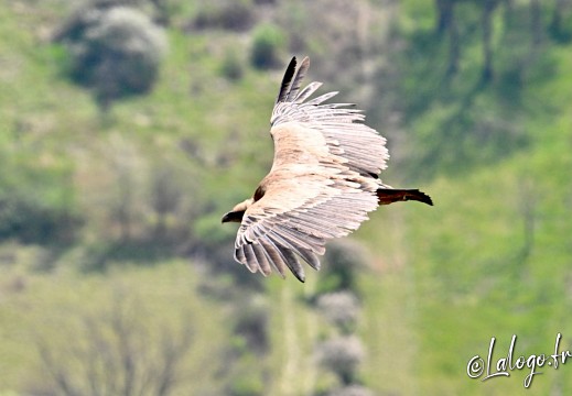 vautours en baronnies - 29 avril 2022 - 14