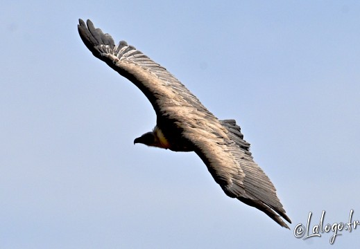 vautours en baronnies - 29 avril 2022 - 47