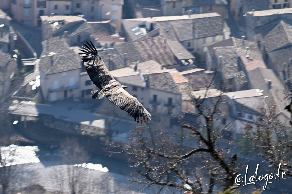 vautours en baronnies - 23 mars 2022 - 1.jpeg