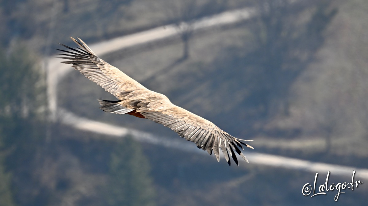 vautours en baronnies - 23 mars 2022 - 4.jpeg