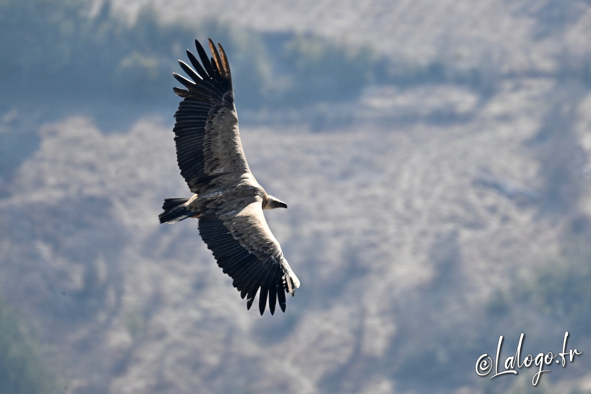 vautours en baronnies - 23 mars 2022 - 5.jpeg