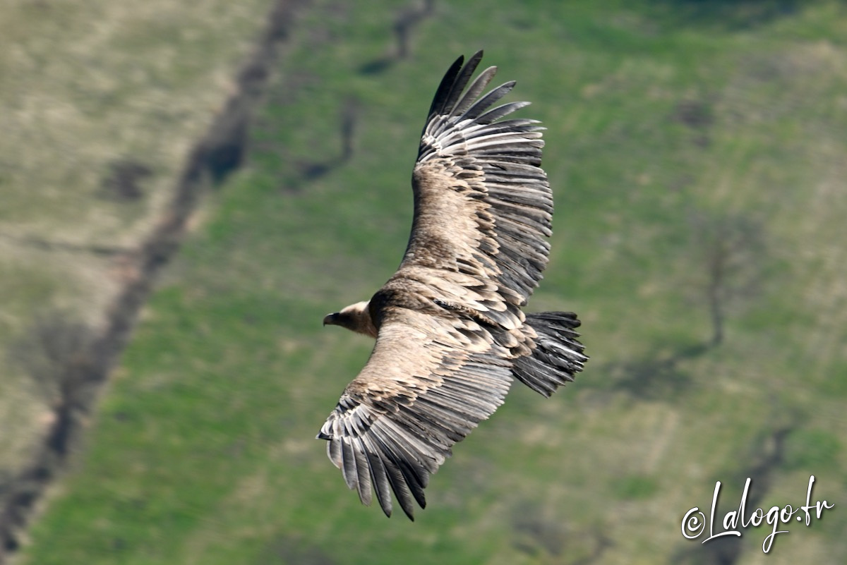 vautours en baronnies - 23 mars 2022 - 23.jpeg