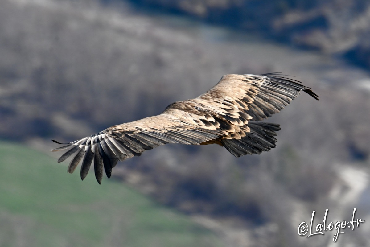 vautours en baronnies - 23 mars 2022 - 24.jpeg