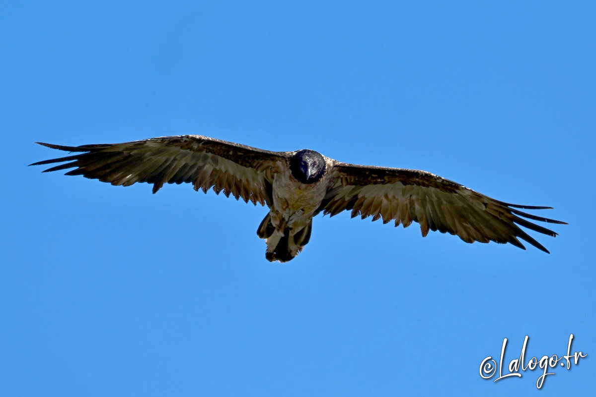 vautours en baronnies - 26 mars 2022 - 5.jpeg