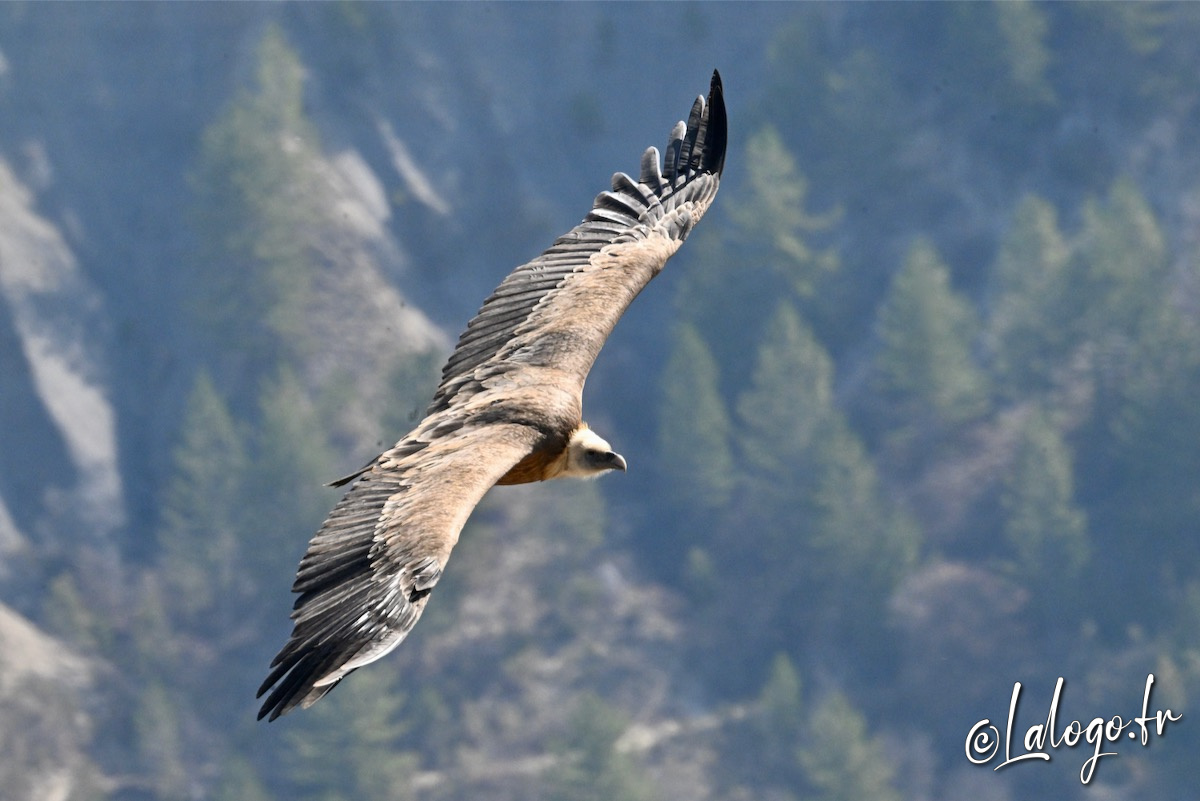 vautours en baronnies - 26 mars 2022 - 13.jpeg