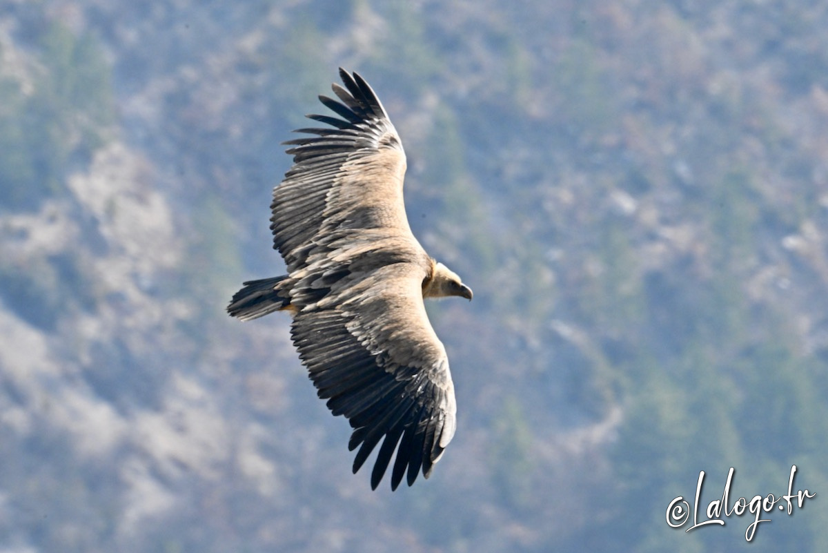 vautours en baronnies - 26 mars 2022 - 16.jpeg