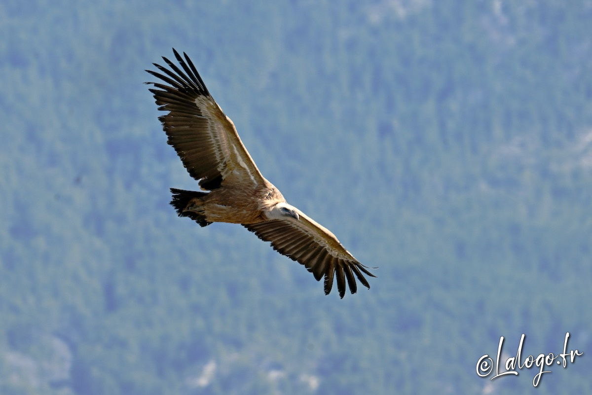vautours en baronnies - 26 mars 2022 - 32.jpeg