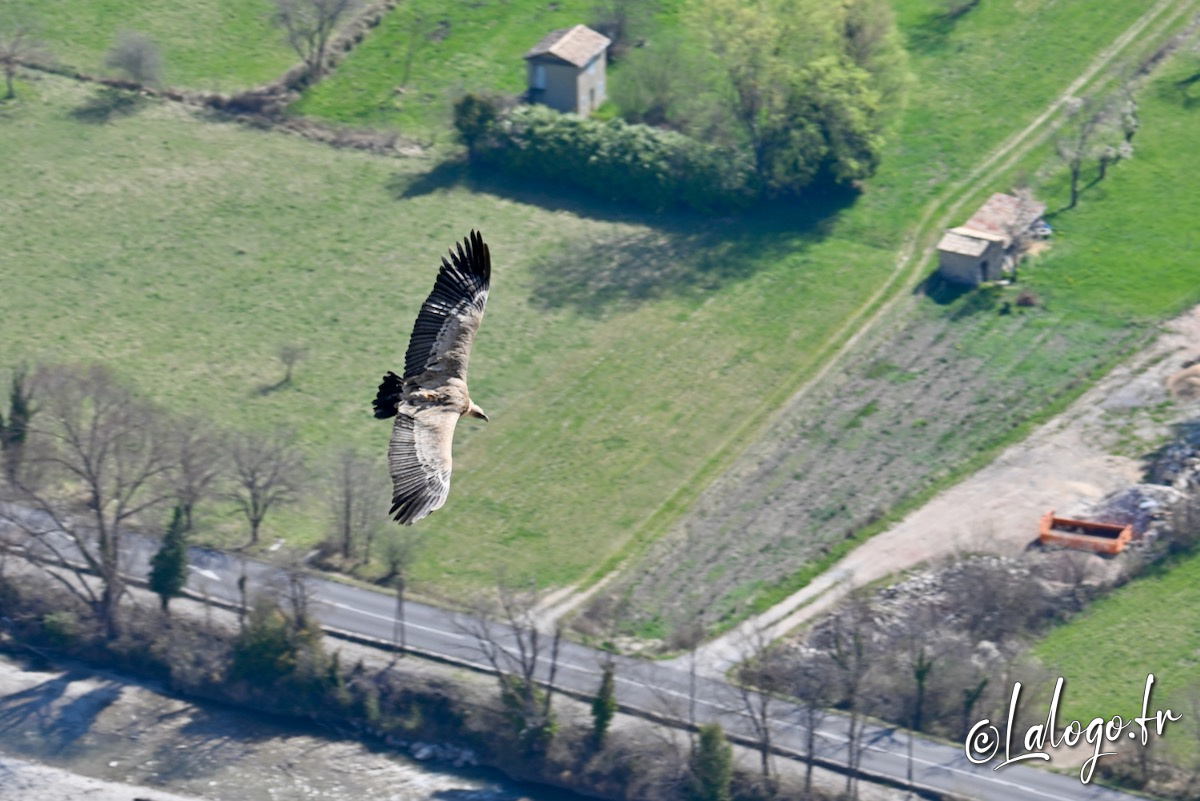 vautours en baronnies - 15 avril 2022  - 2.jpeg