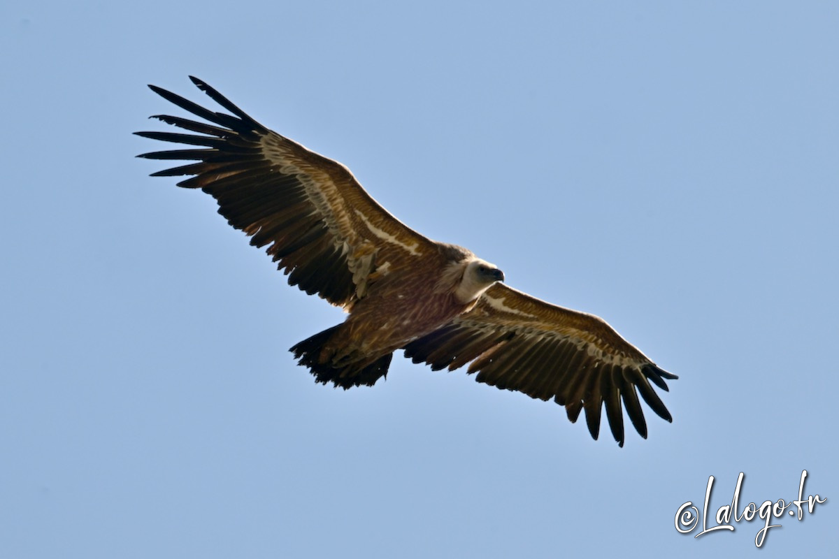 vautours en baronnies - 15 avril 2022  - 28.jpeg