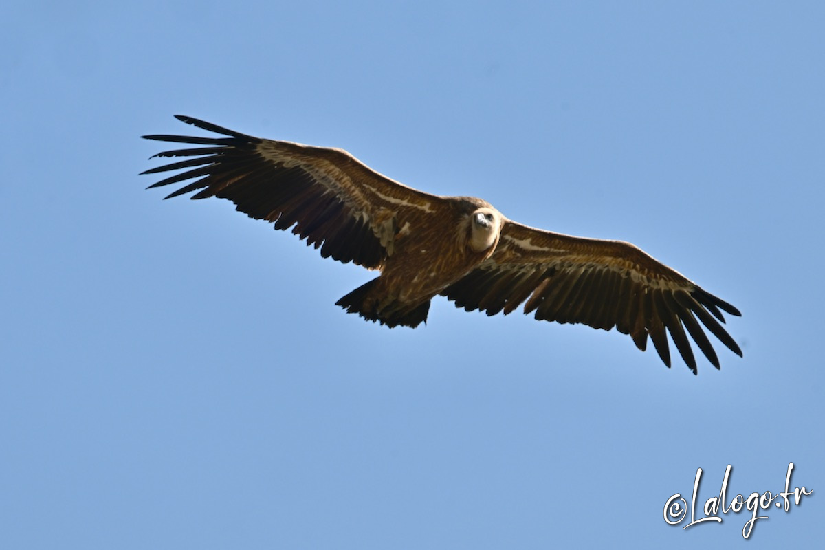 vautours en baronnies - 15 avril 2022  - 27.jpeg