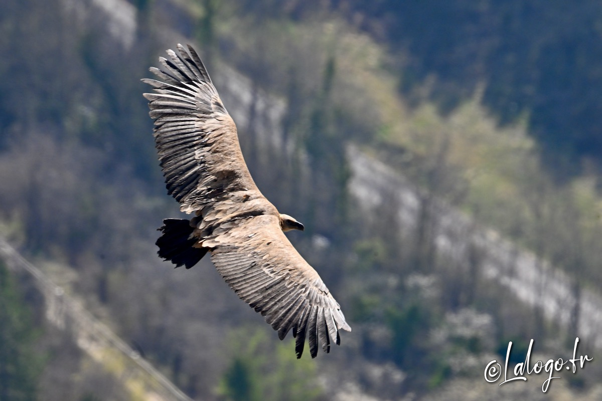 vautours en baronnies - 15 avril 2022  - 32.jpeg
